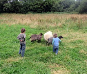 The boys chasing the sheep