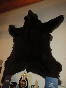 A bear skin in the restaurant we stopped for lunch!